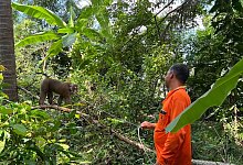 Affen als Kokospfl&uuml;cker - Carola Frentzen/dpa