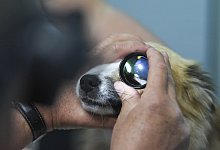 Untersuchung am Hund - Foto: Ina Fassbender