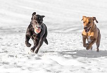 Hunde spielen im Schnee - Benjamin Nolte/dpa-tmn