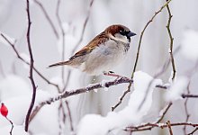 Stunde der Winterv&ouml;gel am Wochenende - picture alliance / Julian Stratenschulte/dpa