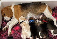 Beagle-Welpen - Mathilde Massenet/dpa