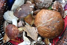 Gesammelte Pilze - Waltraud Grubitzsch/dpa-Zentralbild/dpa