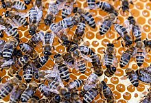 Britische Imker gegen Import von Bienen - Foto: Jens Kalaene/dpa-Zentralbild/dpa/Archiv