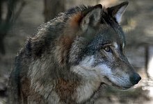 Wolf - Symbolbild: Bernd Settnik/dpa