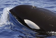 Mysteri&ouml;se Orca-Attacken - SECAC/Monica Perez/epa efe/dpa