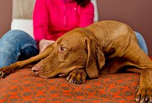 Eine Frau sitzt mit einem Hund auf einer Couch - Monique Wüstenhagen/dpa-tmn