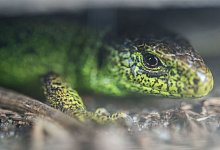 Zauneidechse - Foto: Lino Mirgeler/dpa