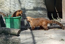 Tierpark Waldfrieden - Frank-Michael Kiel-Steinkamp