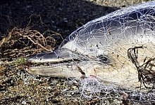 Verendet - Foto: Thierry Creux/Pelagis UAR3462 LRU/CNRS/dpa