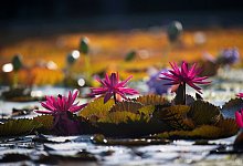 Im eigenen Garten - Foto: Marijan Murat