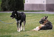 Bidens trauern um Sch&auml;ferhund &laquo;Champ&raquo; - Foto: Mandel Ngan/POOL AFP/AP/dpa