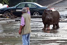 Das entlaufene Nilpferd f&uuml;hlt sich bei den sch&auml;umenden Wassern sicher wohler als manch andere Zootiere - dpa