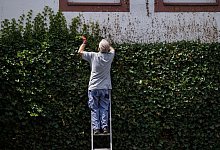 Ein Mann schneidet eine Efeuhecke - Andreas Arnold/dpa
