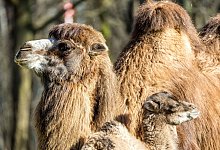 Tierpark Cottbus - Frank Hammerschmidt/dpa