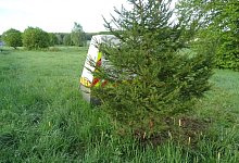 Wegen dieses Baumes sind Bilder eines Geschwindigkeitsmessger&auml;ts bei Bitburg ung&uuml;ltig.