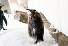 Pinguin-K&uuml;ken Pesto - -/Sea Life Melbourne Aquarium/dpa
