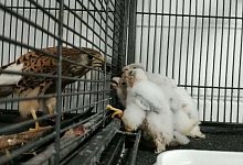 Falke - Foto: Noa Fisher/Safari Ramat Gan/dpa