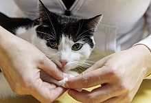 Eine Tierphysiotherapeutin überprüft die Gelenke einer Katze - Markus Scholz/dpa-tmn