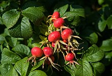 Hagebutten - Andrea Warnecke/dpa-tmn