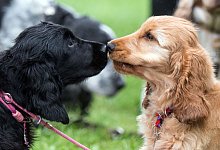 Fototermin Messe Hund & Pferd - picture alliance / Bernd Thissen/dpa