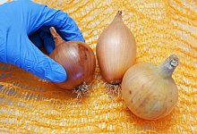 Zwiebeln - Uli Deck/dpa