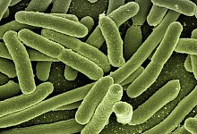 Bakterien - Symbolbild: Pixabay