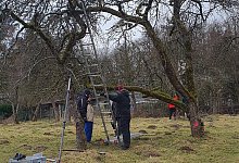 Obstbaumschnitt - 1 - Solawi