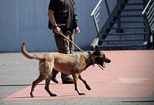 hund-waffen - Paul Brinkmann