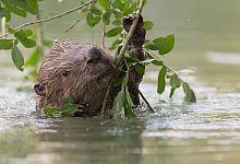 biber_im_wasser_am_ast_leopold_kanzler - Leopold Kanzler BUND