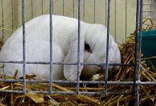 kanin-5 - 1 - Rudi Rudolph