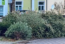 tannenbaume - 1 - Archivfoto: Raphael Bartling