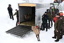 Auswilderung - Felix H&ouml;rhager/dpa