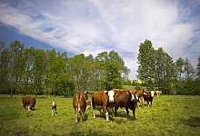 K&uuml;he auf der Weide - Foto: Arno Burgi/dpa-Zentralbild/dpa