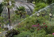 Palmengarten Frankfurt - Foto: Boris Roessler