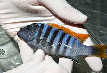 Kranker Malawi-Buntbarsch beim Tierarzt - Soeren Stache/dpa/dpa-tmn