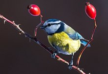 Blaumeise im Garten - Foto: Patrick Pleul