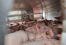 &Uuml;berladener Schweinetransport - ---/Rhein-Sieg-Kreis/dpa