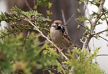 Schnitt-Verbot ab 1. M&auml;rz: Das gilt nun im Garten - Andrea Warnecke/dpa-tmn/dpa