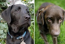 Labrador Retriever - Foto: Kohler/W&uuml;stneck/Von Erichsen