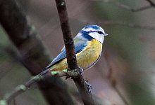 Blaumeise - Christophe Gateau/dpa