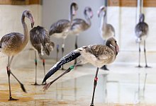 Vor wenigen Wochen schl&uuml;pften bei den Kuba-Flamingos acht Jungtiere im K&ouml;lner Zoo. - Thomas Banneyer/dpa