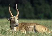 Saiga-Antilope - Rotislav Stach/Bundesamt für Naturschutz/dpa