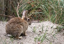 An manchen Stellen auf Norderney sind D&uuml;nen durchl&ouml;chert wie ein Schweizer K&auml;se. Die Verursacher muss man oft nicht lange suchen. - Volker Bartels/dpa