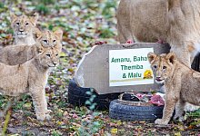 L&ouml;wenbabys im Leipziger Zoo - Jan Woitas/dpa