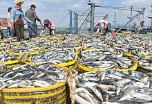 Fischerei in China - Song Weiwei/Xinhua/dpa