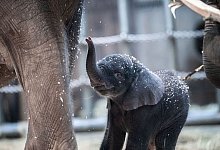 Elefant Tsavo - Fabian Strauch/dpa/Archivbild