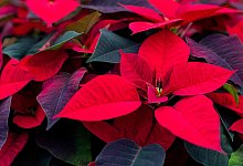 Weihnachtssterne erbl&uuml;hen im Winter - und sind damit perfekt f&uuml;r die Dekoration im Advent. - Jens B&uuml;ttner/dpa-Zentralbild/dpa-tmn