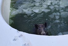 Wildschwein - Foto: -/Feuerwehr Neuss/dpa