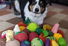 Hunde lernen aus mitgeh&ouml;rten Gespr&auml;chen - Helen Morgen/EurekAlert/dpa