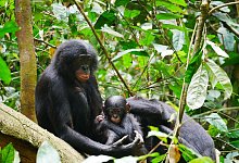 Bonobos - Maud Mouginot/dpa